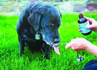 Vitamin D for Dogs Vitamin d for dogs can improve your dog's bone health, and other organ systems.