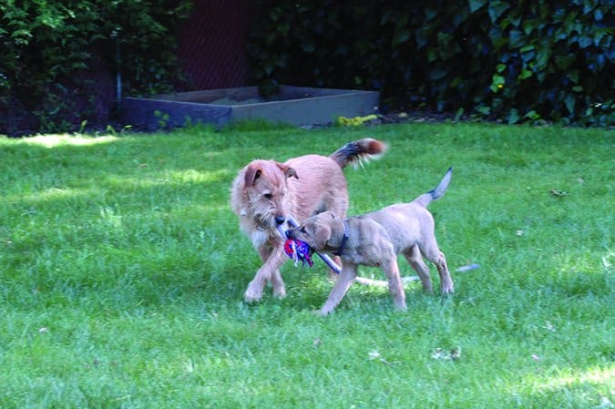 An adult dog and a puppy both hold parts of the same soft toy in their mouths