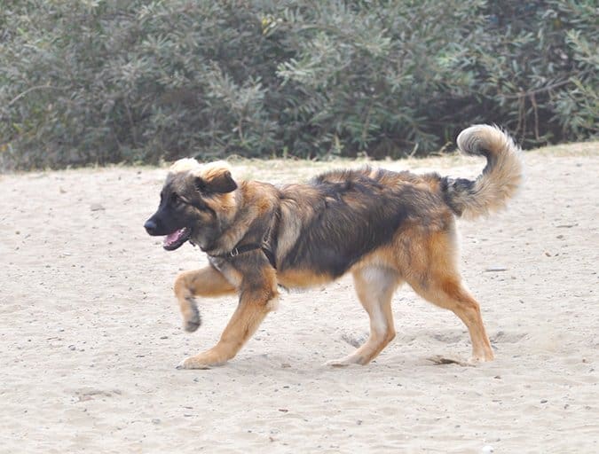 dog Emergency Vet Clinic