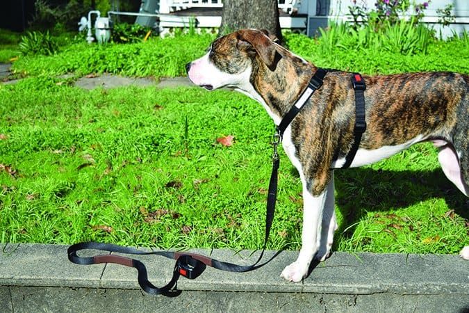 A dog wearing a front clip dog harness.