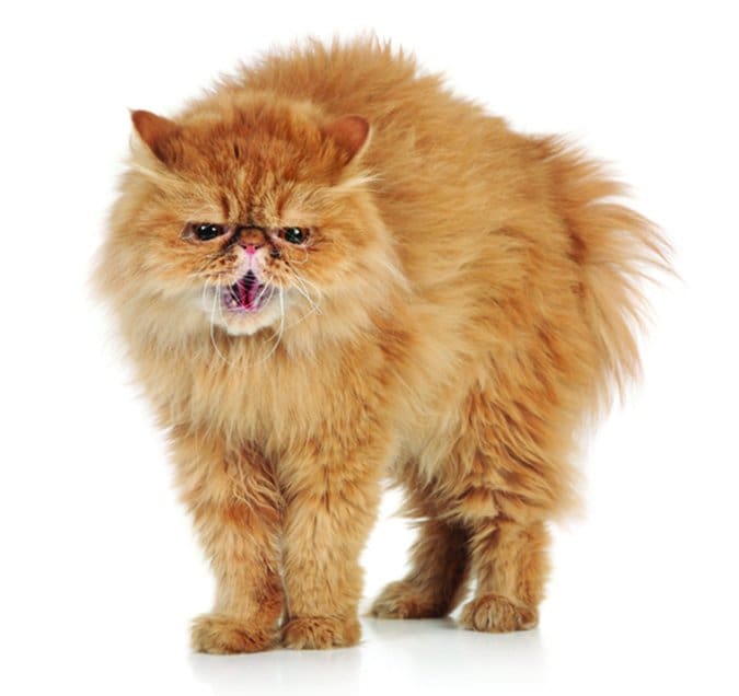 aggravated cat