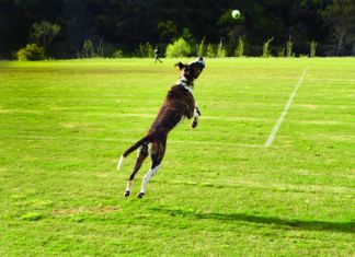 The GoDogGo automatic ball launcher in actions.