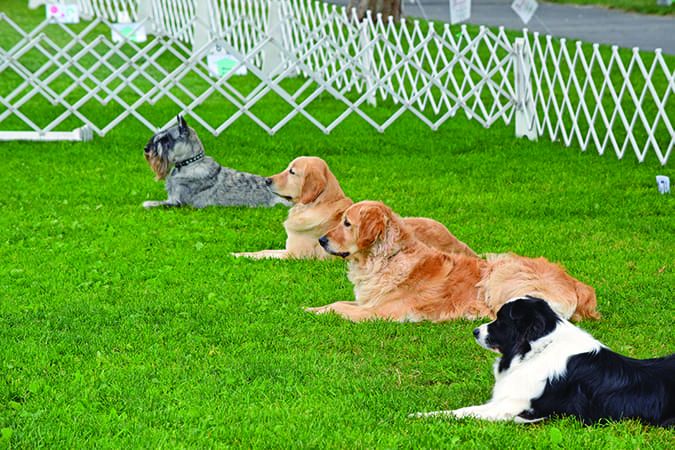 how to train a dog to stay how to train a dog to stay