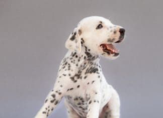 Understanding Dog Hiccups: Causes, When to Worry, and How to Help Your Pup dog hiccups