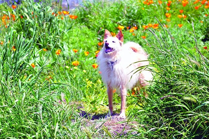 dog hunts for bees