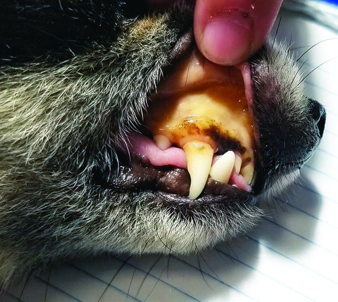 A yellow ting to the skin and gums is one of the clearest sign of liver disease in dogs.
