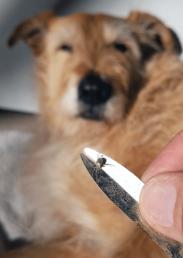 tick_otto20190603_075715 Tick removal tools holding a tick recently removed from a dog.