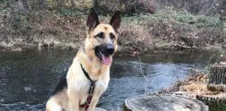 Dog Sitting on Stump
