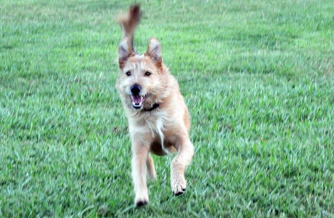 dog running