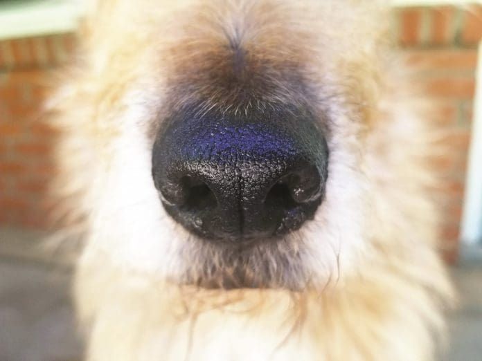 nose