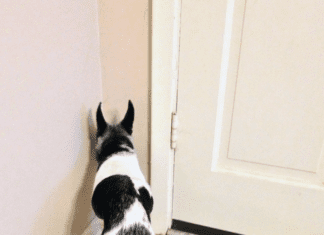 Dog Dementia: Symptoms, Diagnosis, and Treatment Canine cognitive dysfunction or dog dementia can cause odd behavior in dogs.