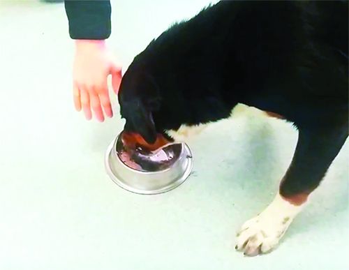 assessahand1 resource guarding in dogs