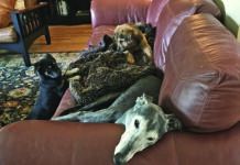 How To Foster a Dog: What You Should Know Before Bringing a Foster Home Knowing how to foster a dog means knowing the impact the dog will have on your home and you.