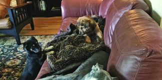 Knowing how to foster a dog means knowing the impact the dog will have on your home and you.