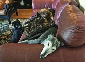 How To Foster a Dog: What You Should Know Before Bringing a Foster Home Knowing how to foster a dog means knowing the impact the dog will have on your home and you.