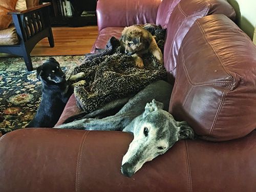 fosterpups-1 Knowing how to foster a dog means knowing the impact the dog will have on your home and you.
