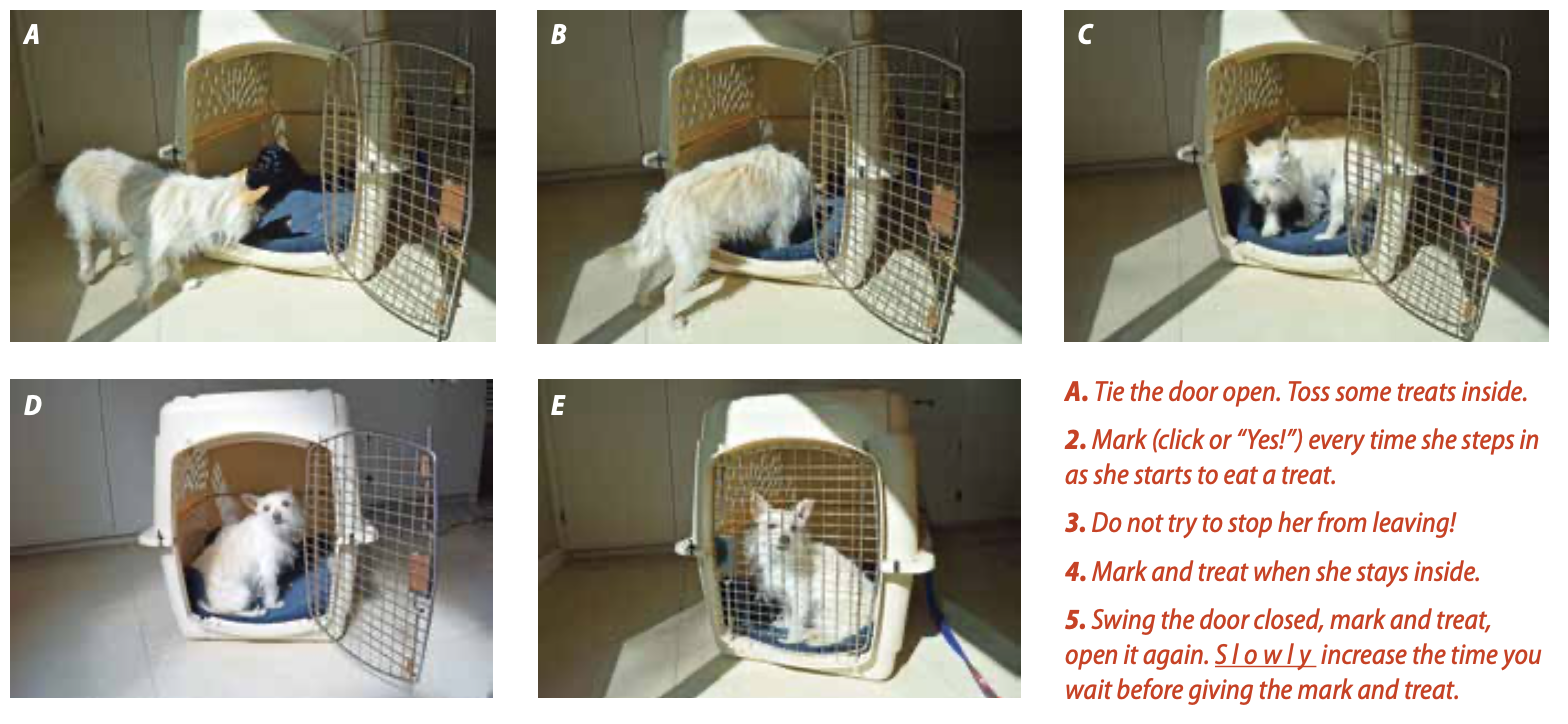 View of Crate Expectations: What You Need to Know About Your Dog’s Crate ...