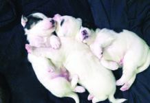 Adopted puppies are effectively being kidnapped from planet dog and thrust into an entirely new society.