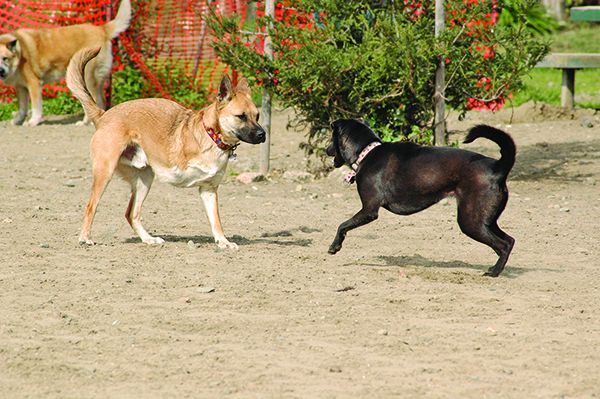 A three legged dog may be happier after surgery as the condition that necessitated amputation and the resulting pain is gone.