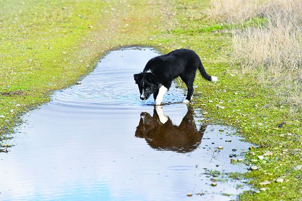 DSC_0122 Leptospirosis in dogs