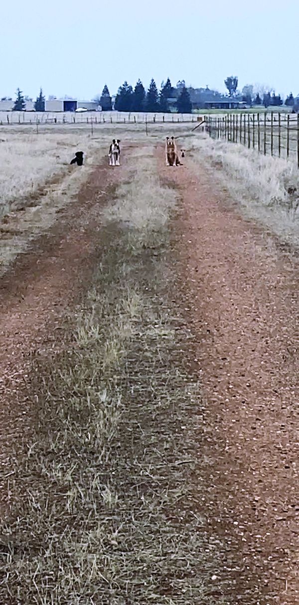 distance_sit basic dog training