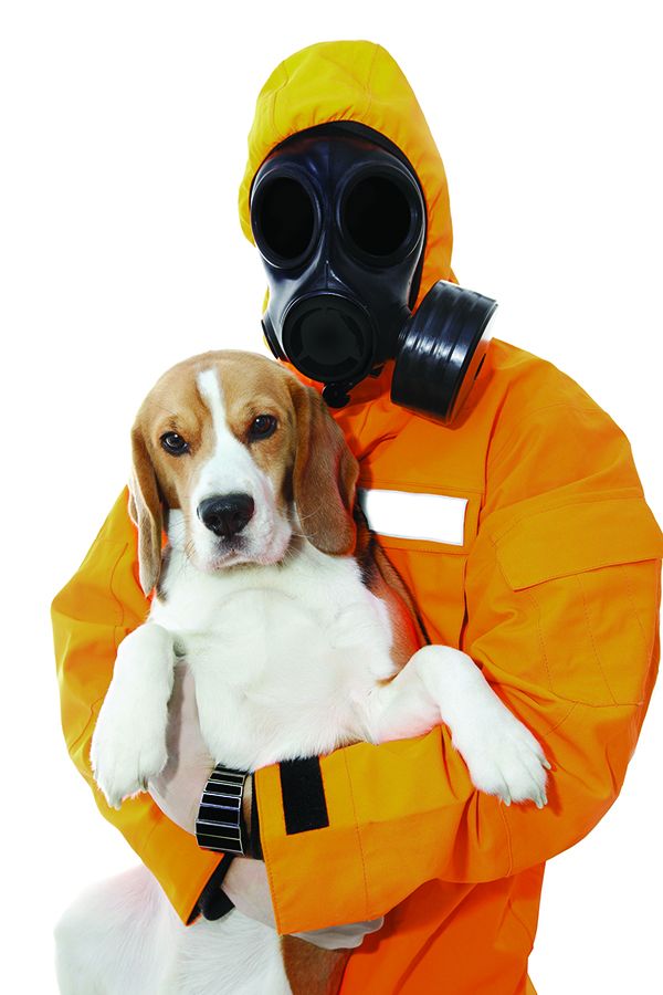 dreamstime_m_28859359 Why Does My Dog Stink?