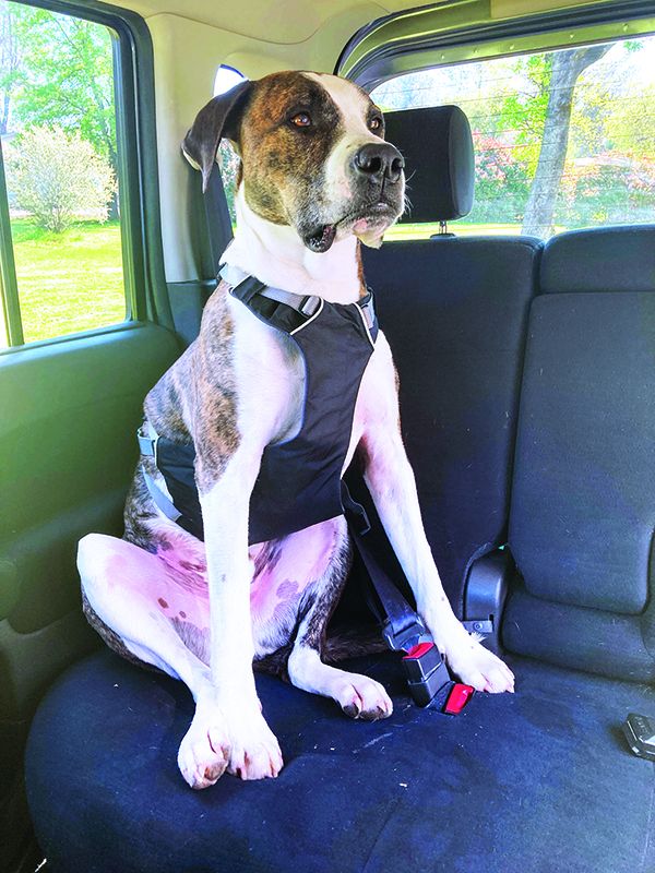 ruffwear_openerIMG_7852 dog car harness