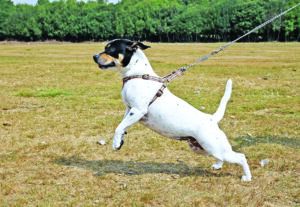 Reactive dogs display a variety of problem behaviors.