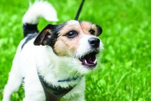 A dog displaying aggression due to reactivity.