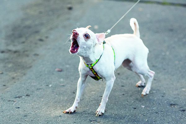 dreamstime_m_76214664 A reactive dog can engage in shocking behaviors.
