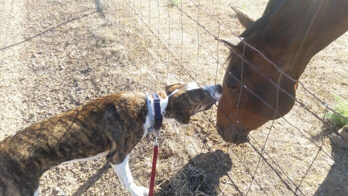 firsthorse
