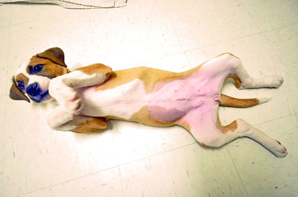 puppy_spay_DSC_0633 spay incontinence