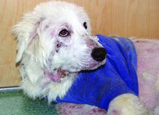 Sarcoptic Mange in Dogs (Scabies) scabies on dog