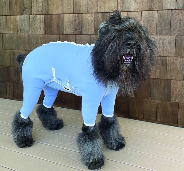 dog recovery suits