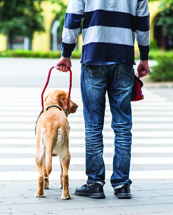 dreamstime_s_93400314 Intelligent disobedience
