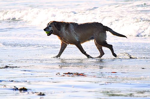 beach_dog_pacingDSC_0112 dog in pain