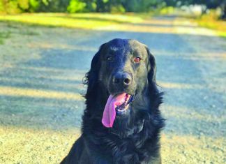 Splenic Mass in Dogs: What You Need to Know splenic mass in dogs