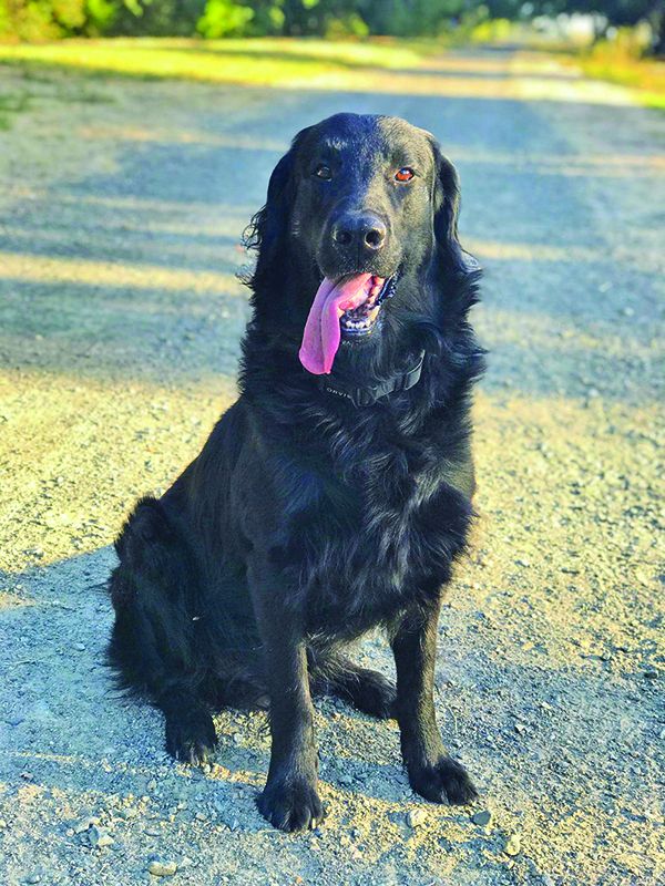 bazooka splenic mass in dogs