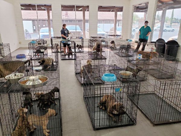 dogs_in_crates600
