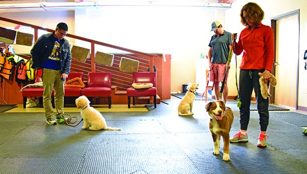 DSC_0192 group dog obedience training