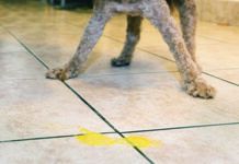 dog throwing up yellow bile