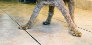 dog throwing up yellow bile
