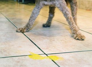When Your Dog Keeps Throwing Up Yellow dog throwing up yellow bile