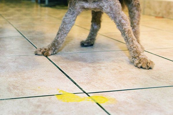 dog throwing up yellow bile