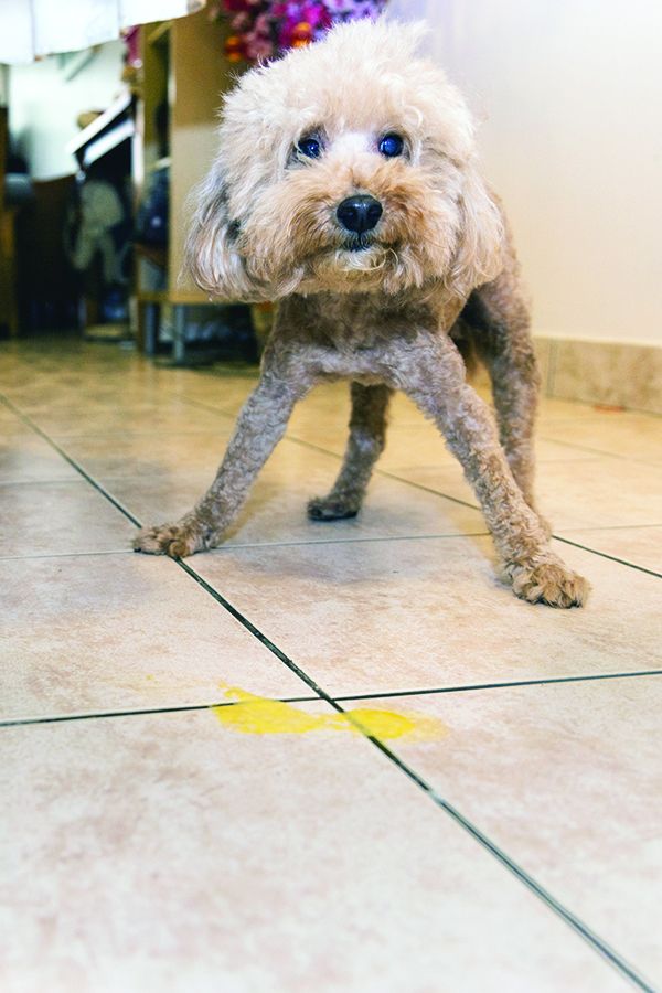 dog throwing up yellow bile