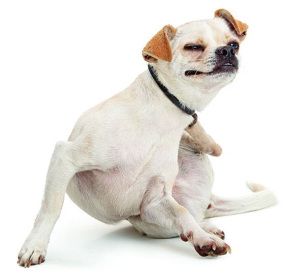 Apoquel and cytopoint are two new medications for dog allergies.