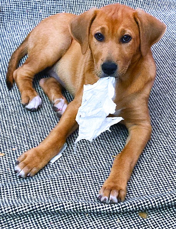 new puppy tips
