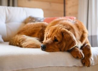 What To Do When Your Dog Has a Seizure The first thing to do when your dog has a seizure is to ensure that both of you are safe.