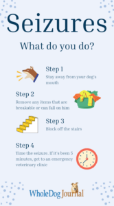 what to do if your dog has a seizure
