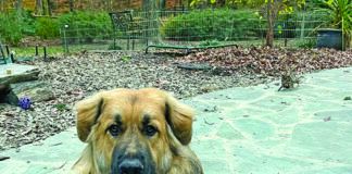 dog cues